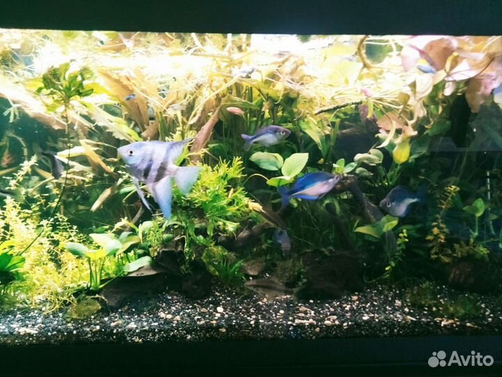 Аквариумные растения