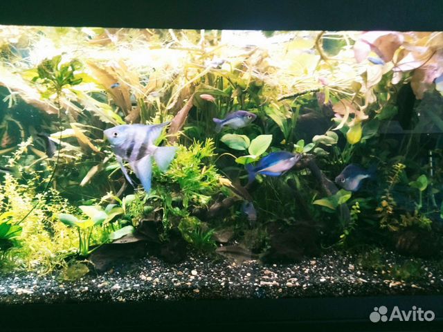 Аквариумные растения