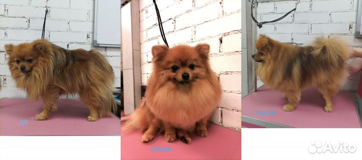 Грумер стрижка собак