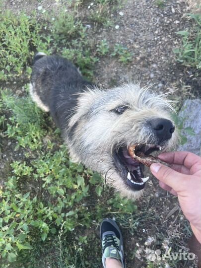 Собака в добрые руки отдам бесплатно