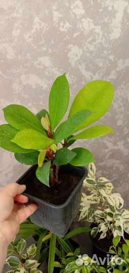 Коллекционные фикусы - подростки