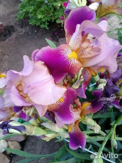 Ирисы сортовые
