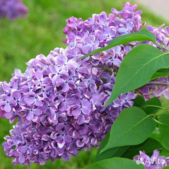 Сирень обыкновенная, семена