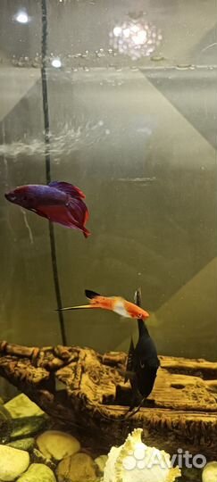 Аквариум