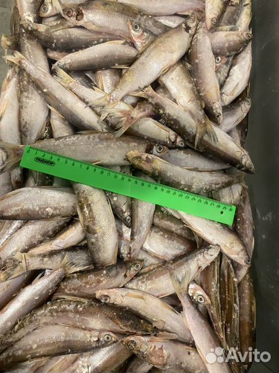 Ряпушка с/м