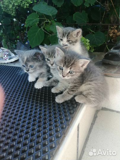 Котята в добрые руки бесплатно