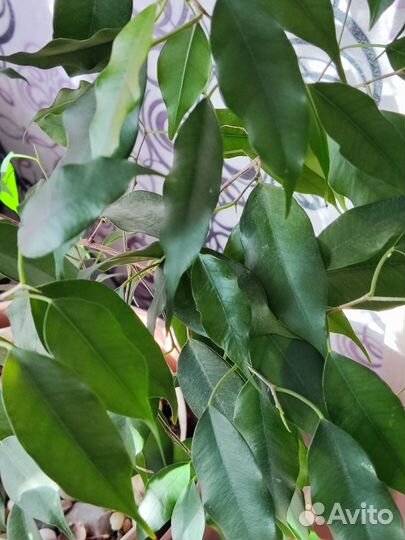 Фикусы бенджамина, каучуковый