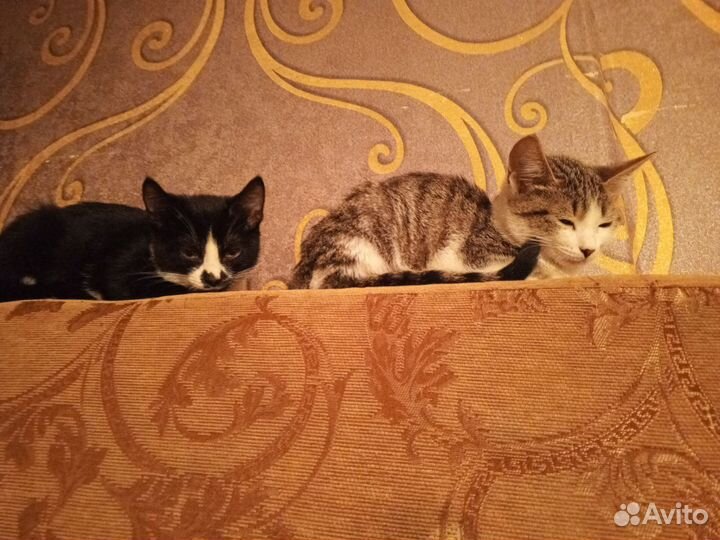 Котята