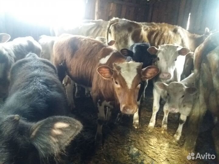 Телочки и коровы