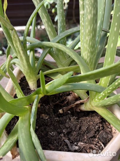 Алоэ лечебный