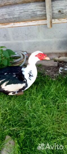 Селезень индоутки