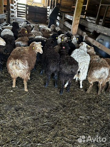 Баран козы живой, на мясо объявление продам