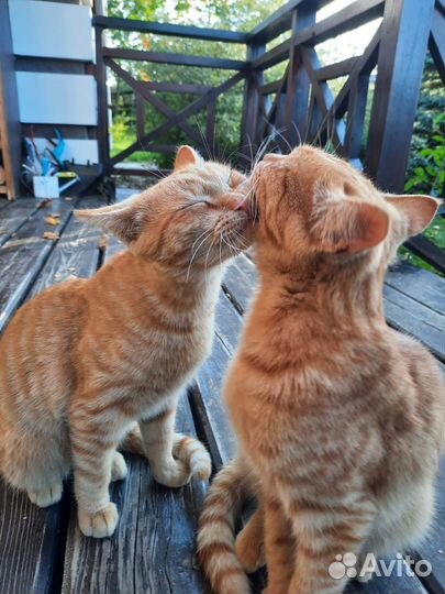 Котики в добрые руки