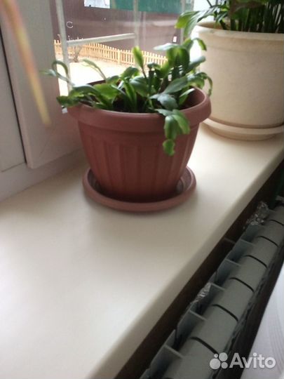 Комнатные растения