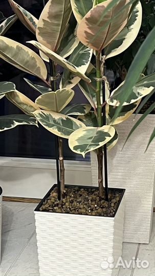 Фикусы эластика, алоэ