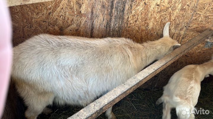 Коза дойная