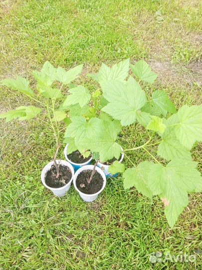 Саженцы чëрной смородины