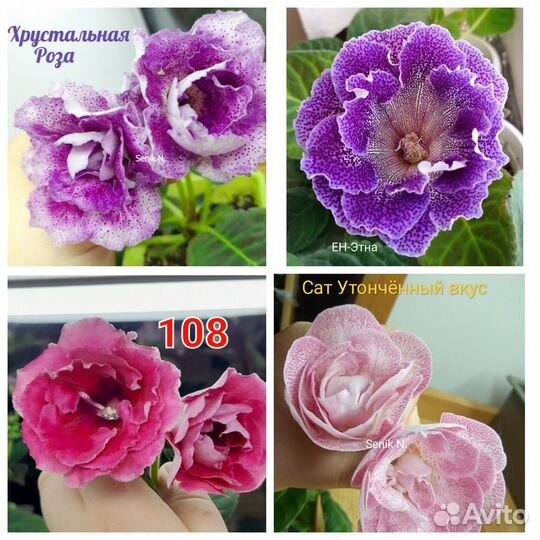 Глоксиния листы клубни почтой