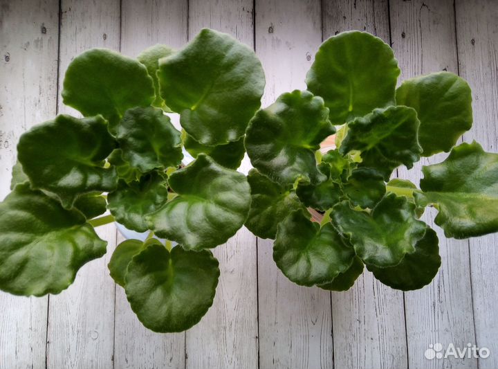 Детки и стартеры сортовых фиалок