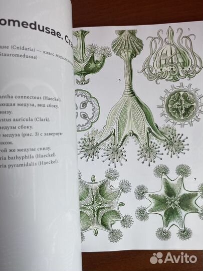Книга красота форм в природе новая нон фикшн миф