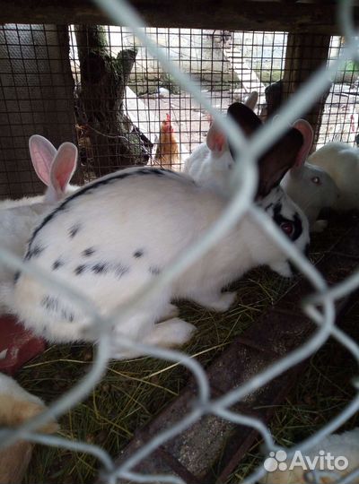 Кролики мясных пород