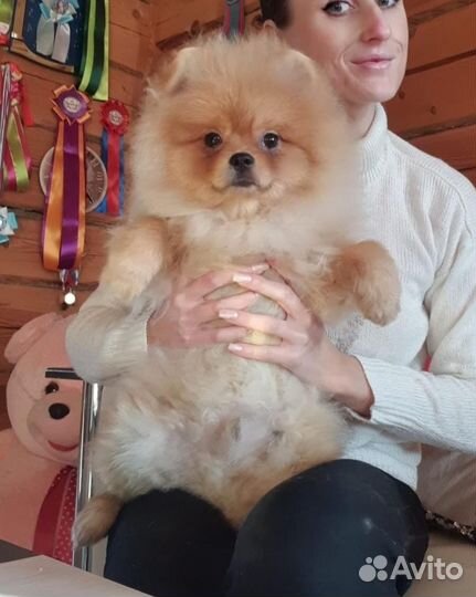 Шпиц подросток