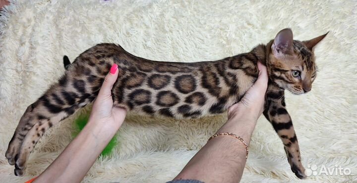 Кот бенгальский вязка