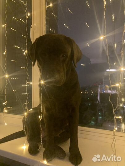 Индивидуальная домашняя передержка для собак