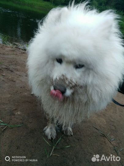 Шерсть самоеда