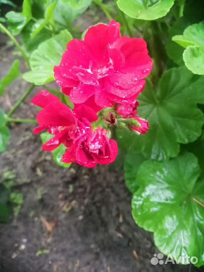 Пеларгония герань сортовая