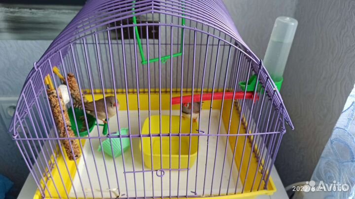 Амадины (Вьюрковые ткачики)