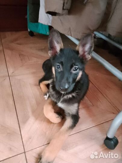 Восточноевропейская овчарка метис