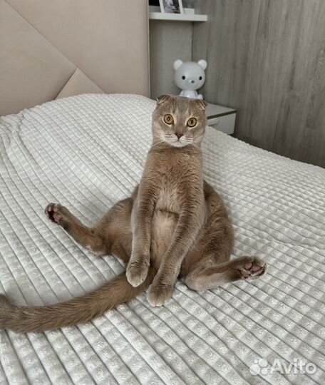 Котик Симба в добрые руки