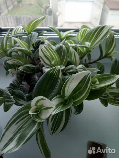 Ктенанте,Нанук,Плектрантус,Пеларгонии