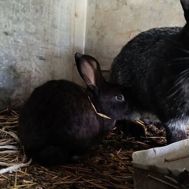 Кролики великаны