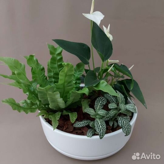 Композиция Комнатные растения Тюмень