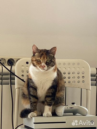 Кошка в добрые руки