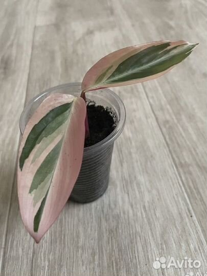 Комнатные растения отростки