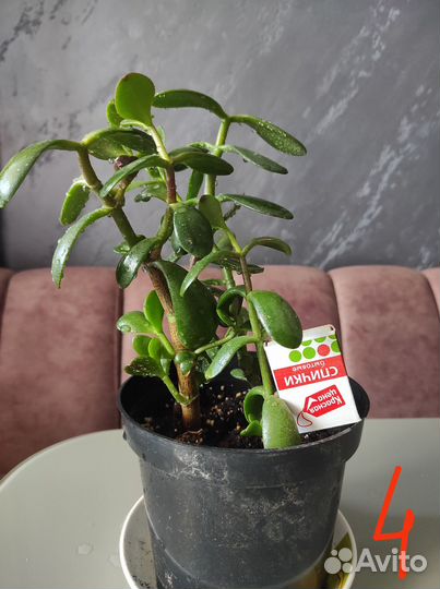 Денежное дерево толстянка крассула