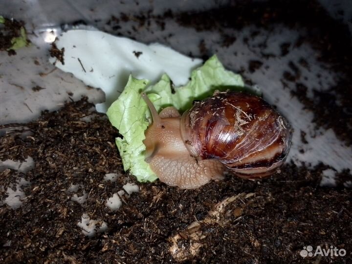 Улитки ахатины