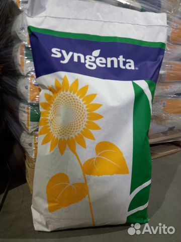Семена подсолнечника Ласкала Syngenta
