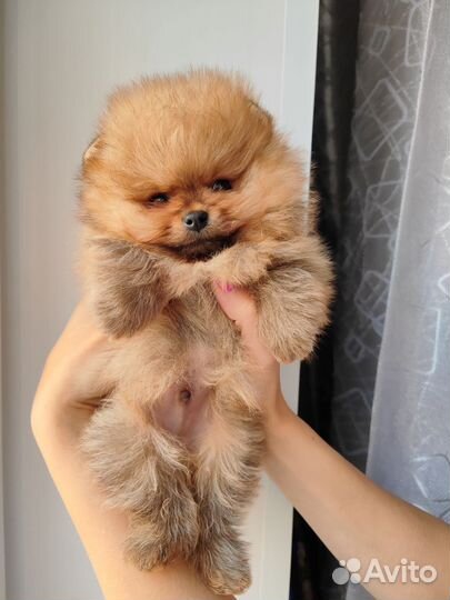 Померанский шпиц мини