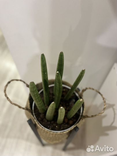 Сансевиерия цилиндрика