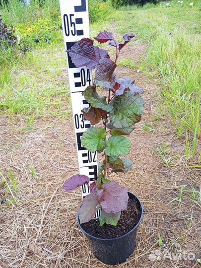 Саженцы Лещина обыкновенная Purpurea (Пурпуреа)