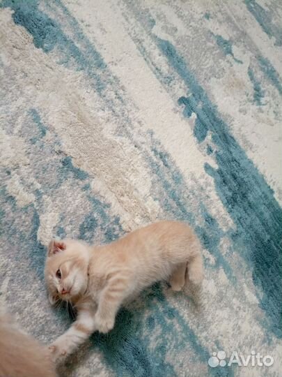Котята в добрые руки бесплатно
