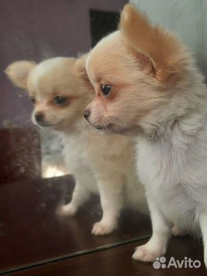 Мини девочка