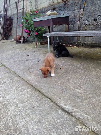 Щенки в добрые руки