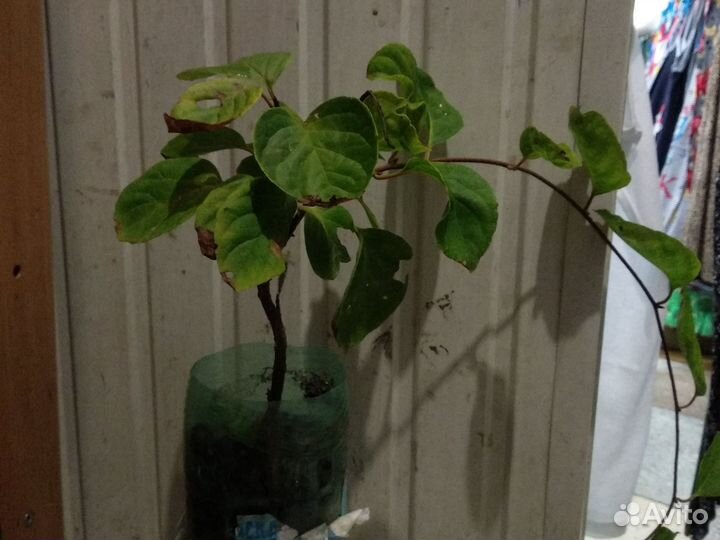 Лимонник китайский