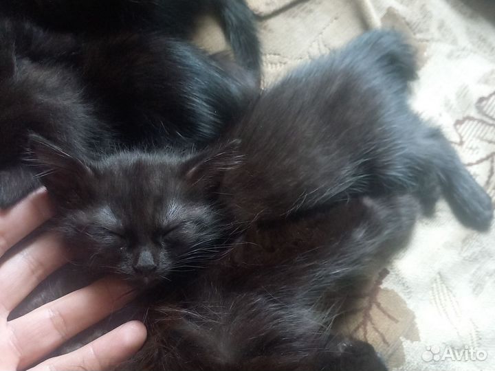 Отдаю котят в хорошие руки. 2 девочки )