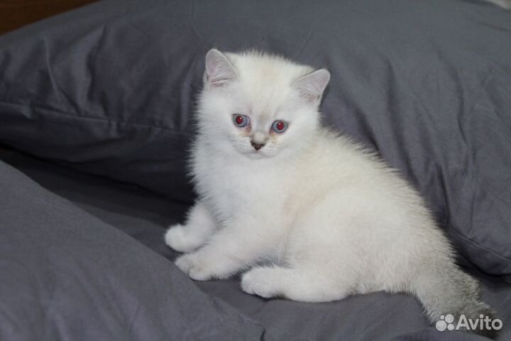 Котята британской шиншиллы